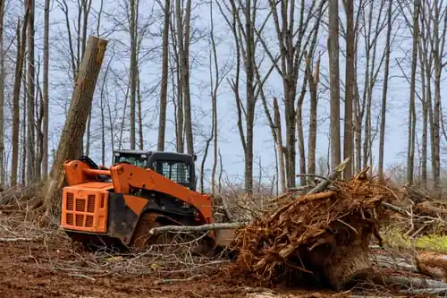 Clearing an Overgrown Lot: What It Costs and What to Decide First